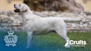 Crufts 2026 – A Proud Moment for San Marino